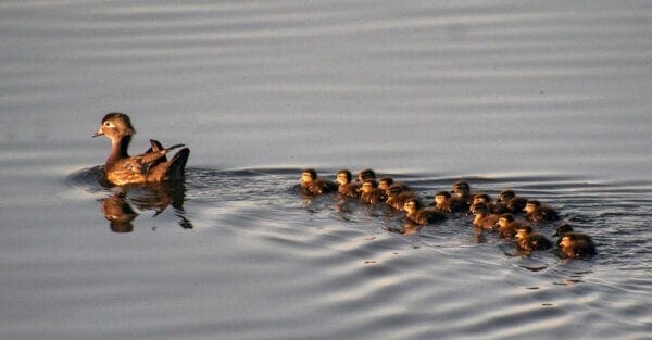 ducks
