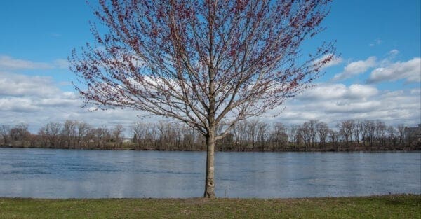 tree